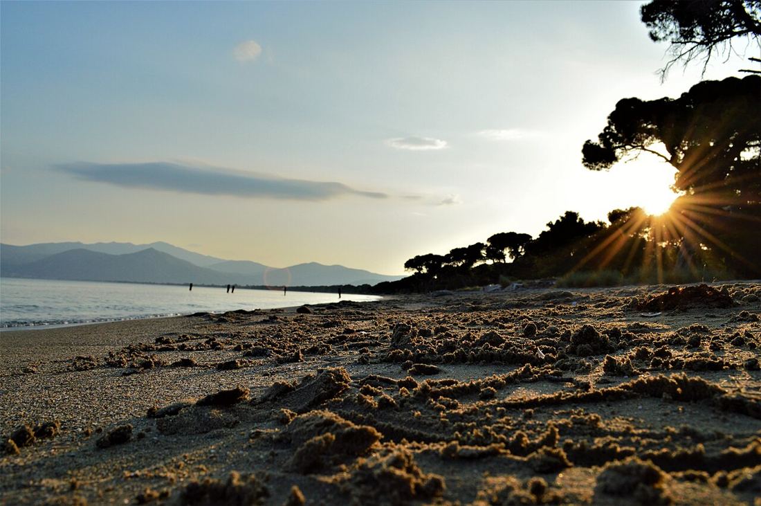 Schinias beach & pine forest photo 2