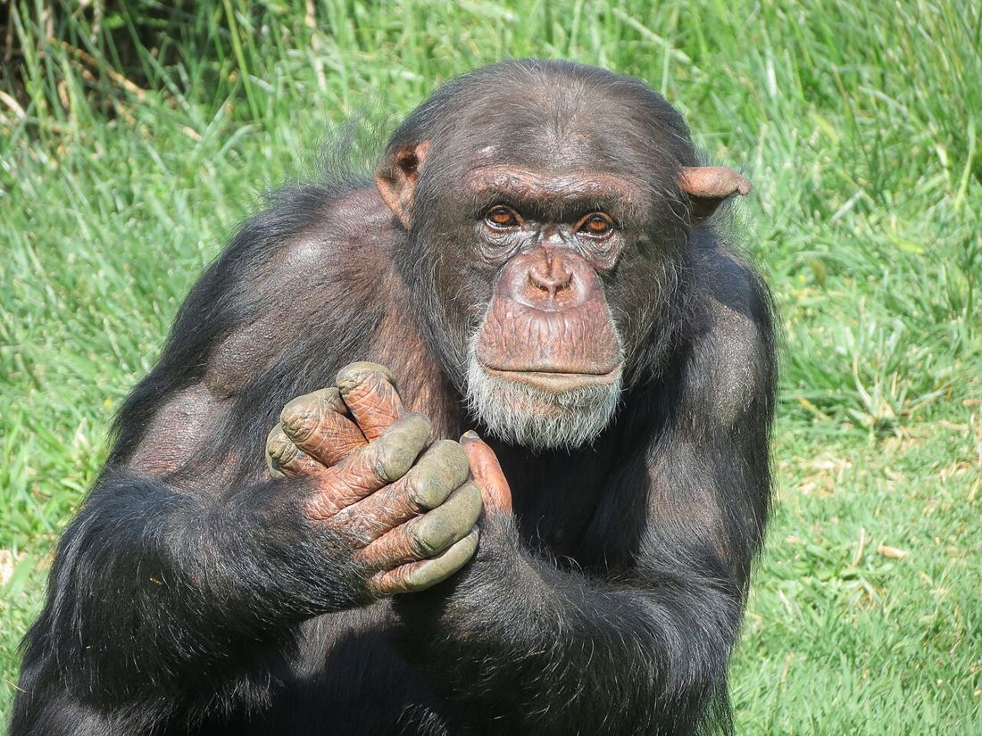Attica Zoological Park photo 1