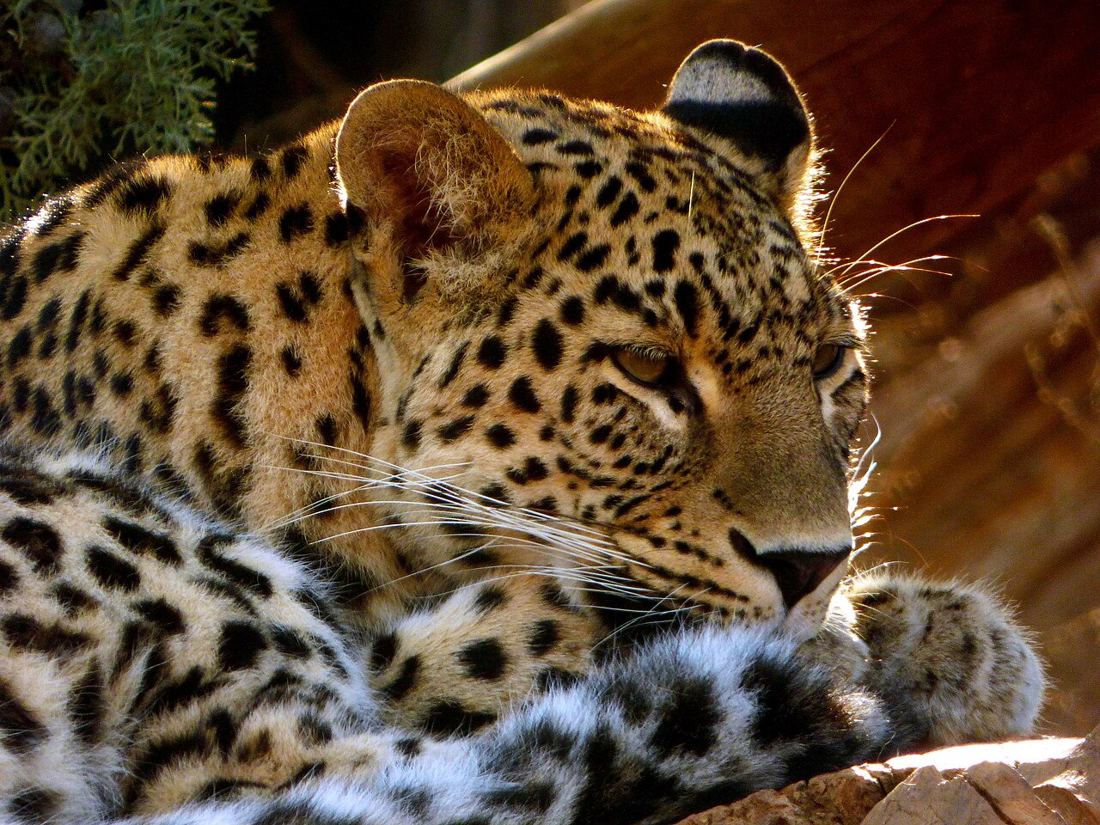 Attica Zoological Park photo 2